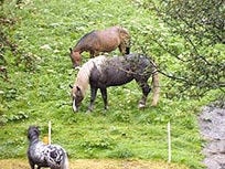 Bauernhof - Osttirol - Bauernhof Stampferhof - Matrei