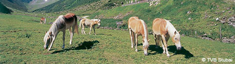 Reiten im Stubai in Tirol