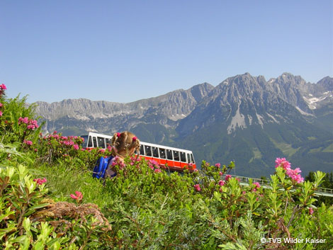 Die Hartkaiserbahn in der Almrosenblüte - TVB Wilder Kaiser